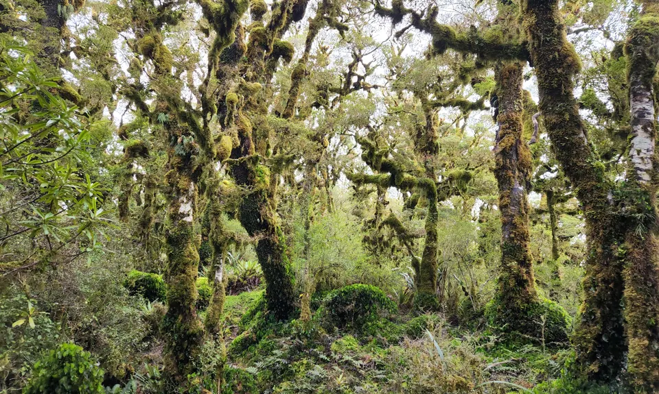 East Whakanui loop, Wellington