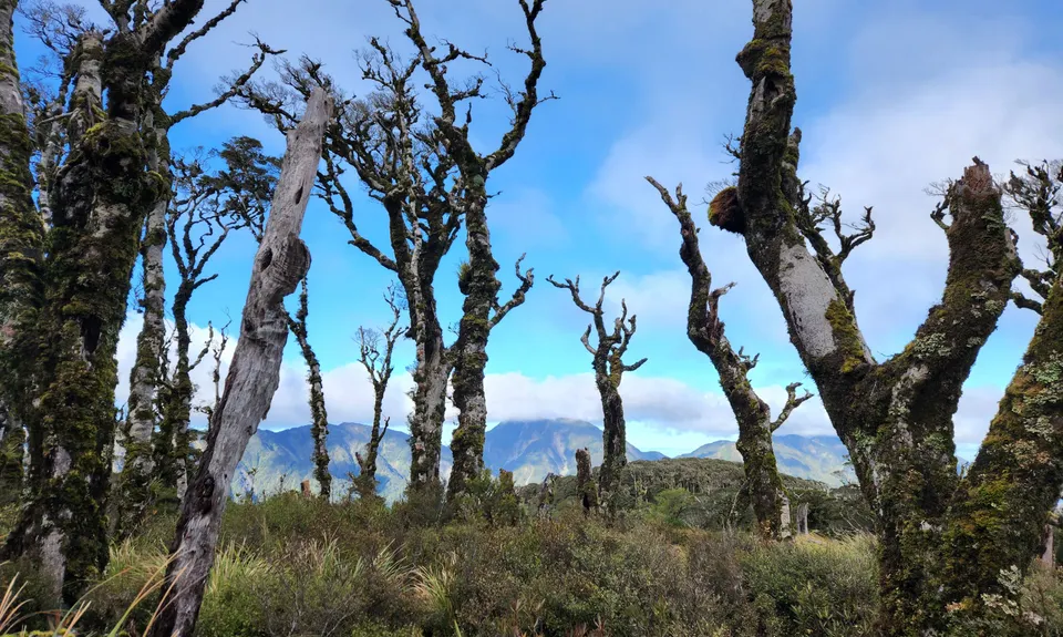 East Whakanui loop, Wellington