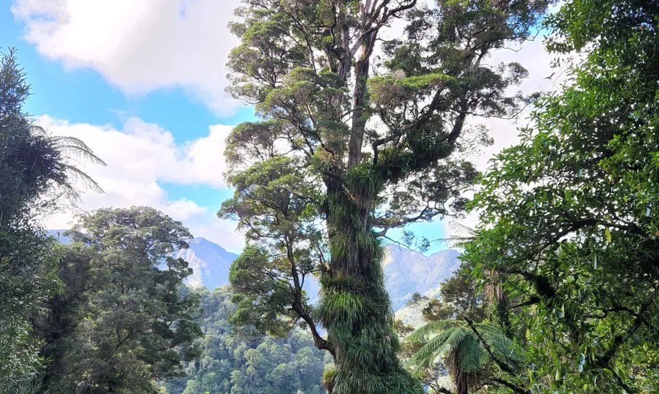 East Whakanui loop, Wellington