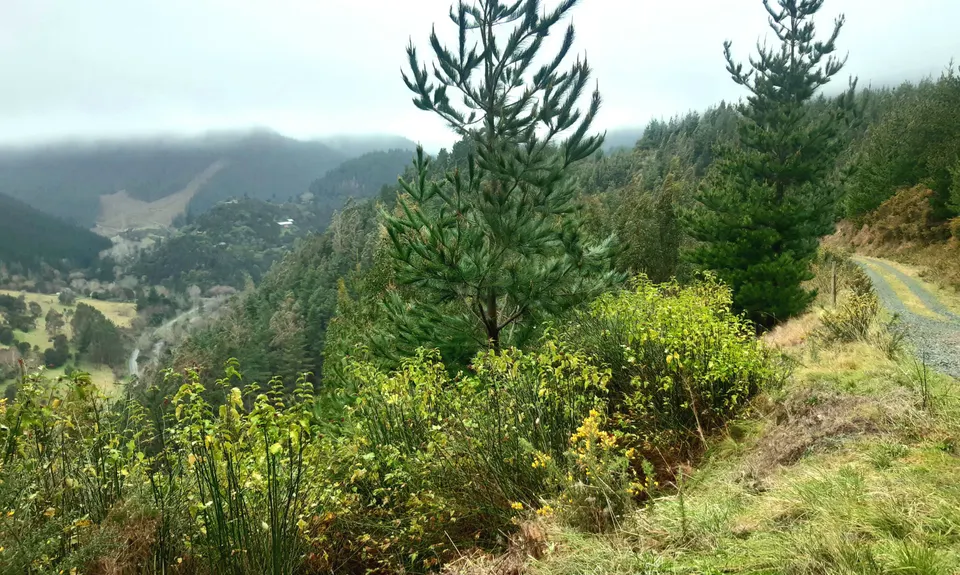 Brook-Fireball-Maitai Loop, Nelson