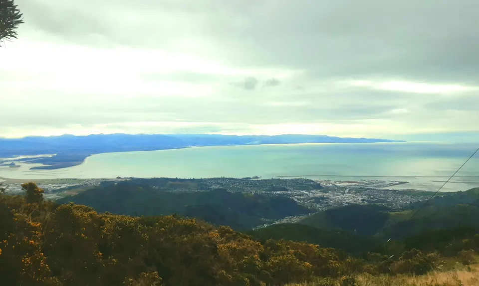 Fringed Hill Slugger, Nelson