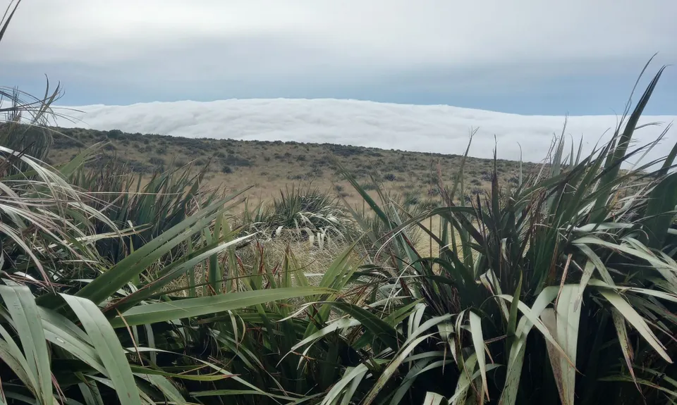 Pineapple and Flagstaff, Otago