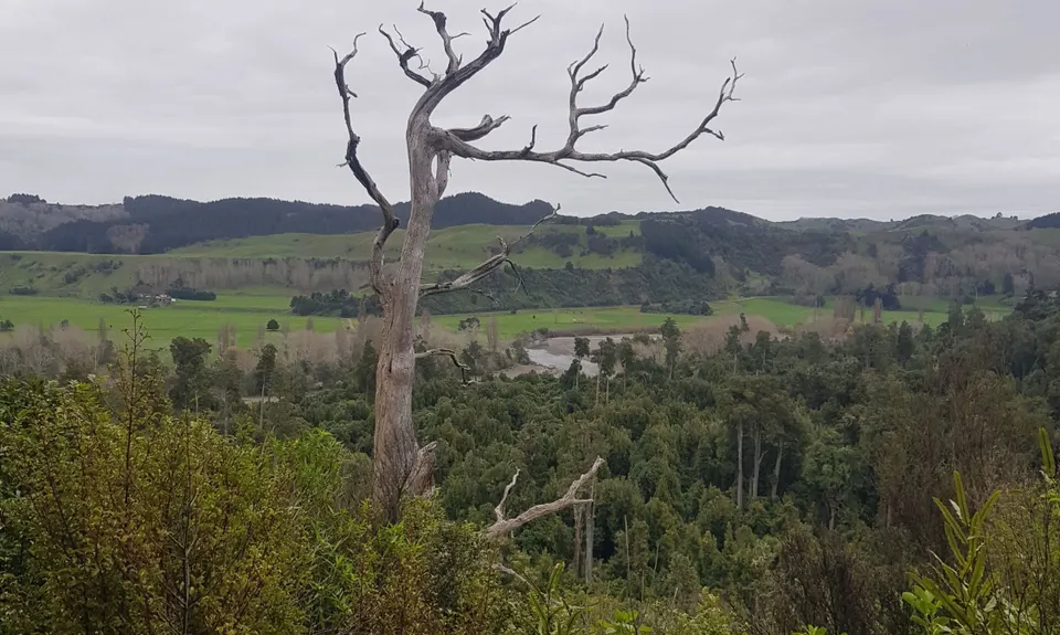 Fern Loop, Manawatu - Wanganui