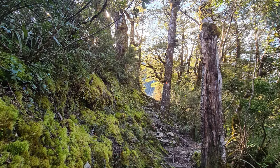 Arthur's Pass Taster, Canterbury