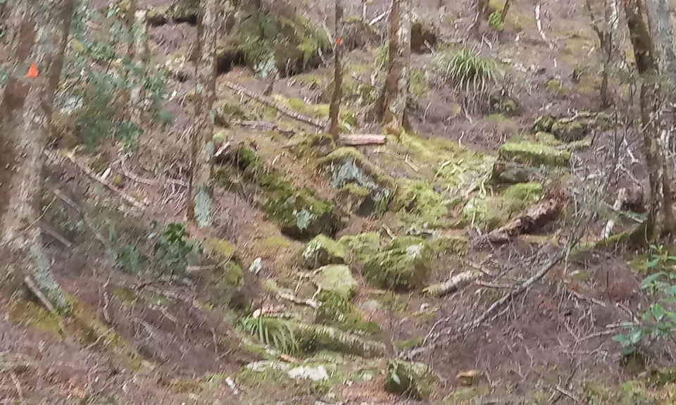 Mt Shrimpton Track, Otago