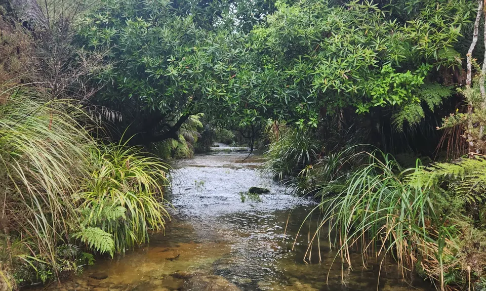 Twice Over The Kamais , Bay of Plenty