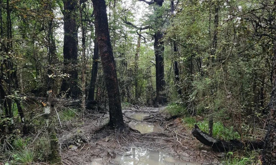 Coopers Creek - Ryde Falls loop, Canterbury
