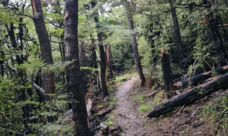 Coopers Creek - Ryde Falls loop, Canterbury