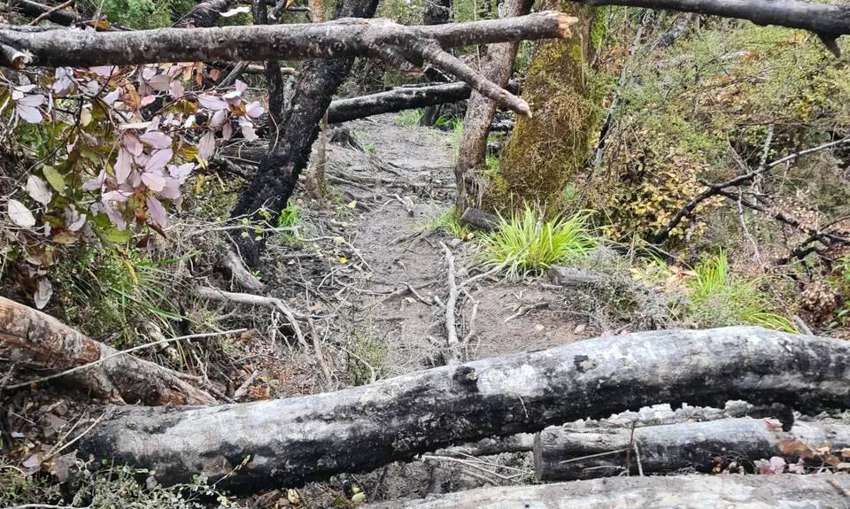 Coopers Creek - Ryde Falls loop, Canterbury