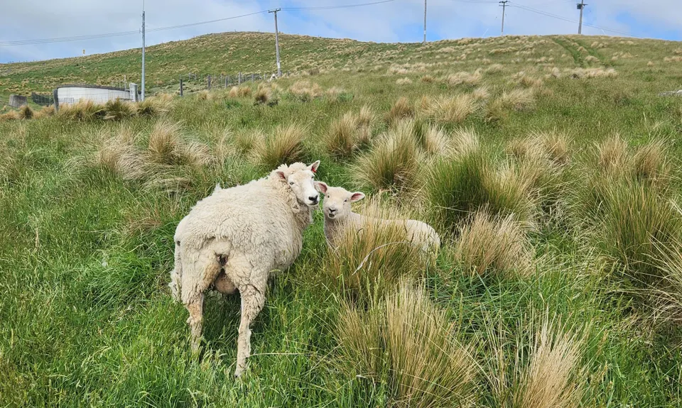 Takahe to Taylors, Canterbury