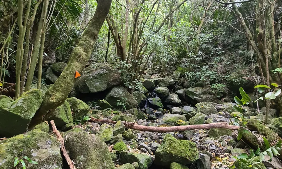 Nikau Palm Gully, Canterbury