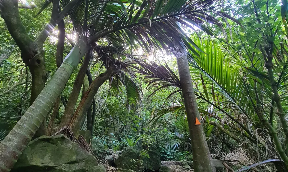 Nikau Palm Gully, Canterbury