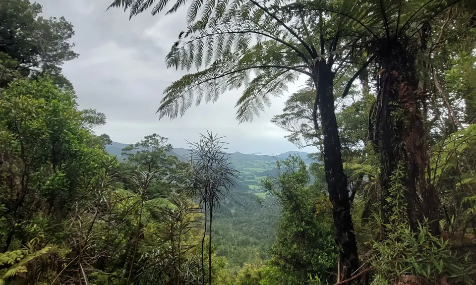 Hihi Grunter, Waikato