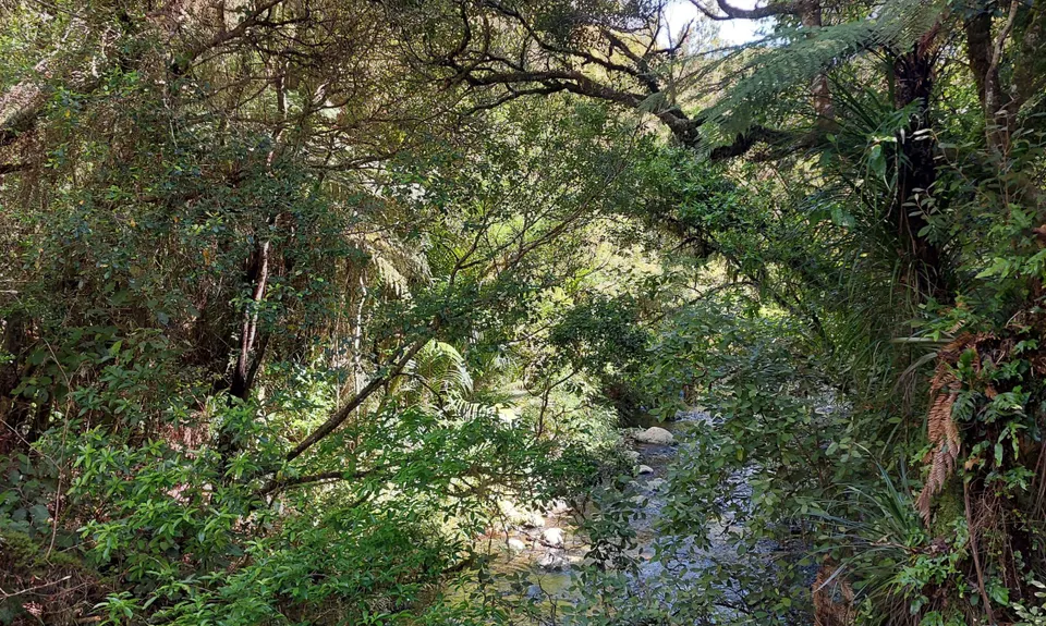 Nikau Loop & Kaniwhaniwha Caves, Waikato