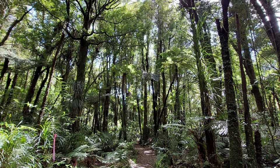 Nikau Loop & Kaniwhaniwha Caves, Waikato
