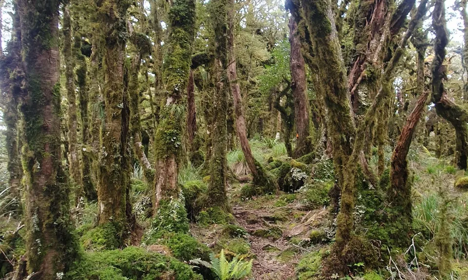 Kapakapanui Loop, Wellington