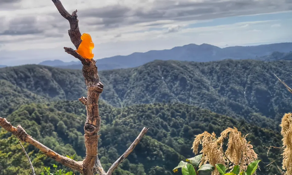 Te Aroha