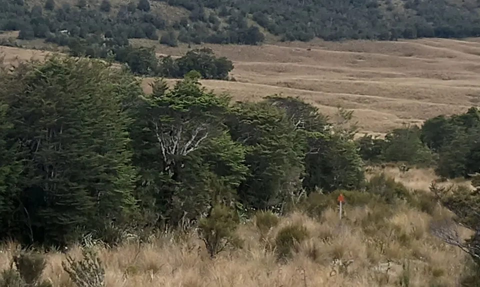 Poor Petes, Tasman