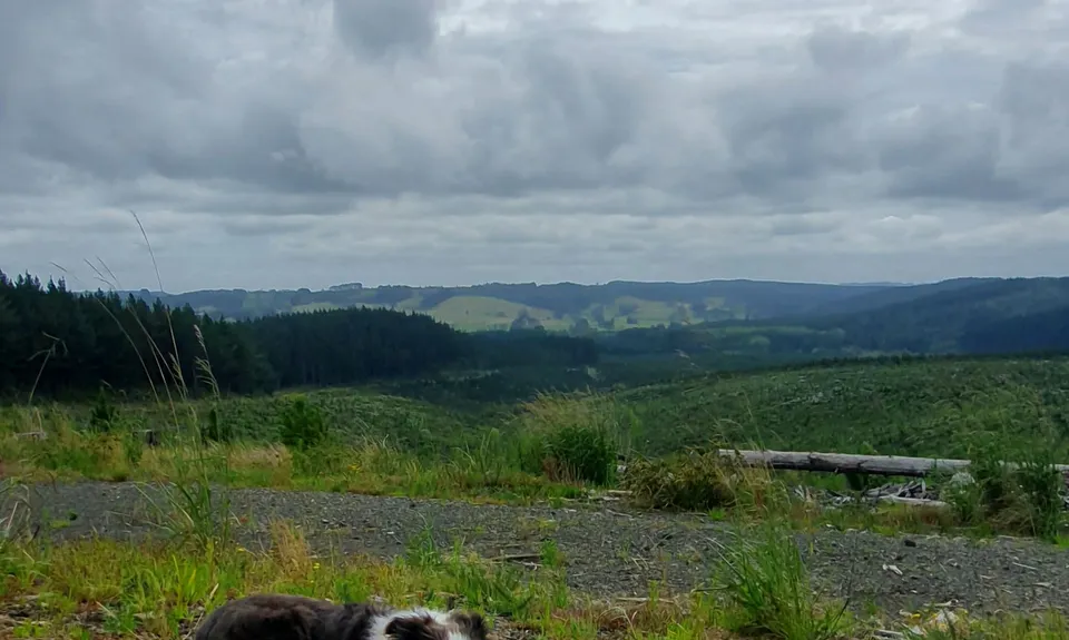 Riverhead Rambling, Auckland