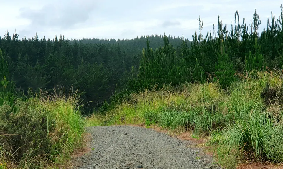 Riverhead Rambling, Auckland