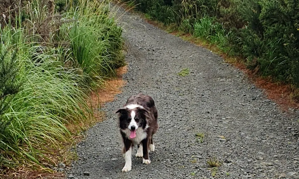 Riverhead Rambling, Auckland