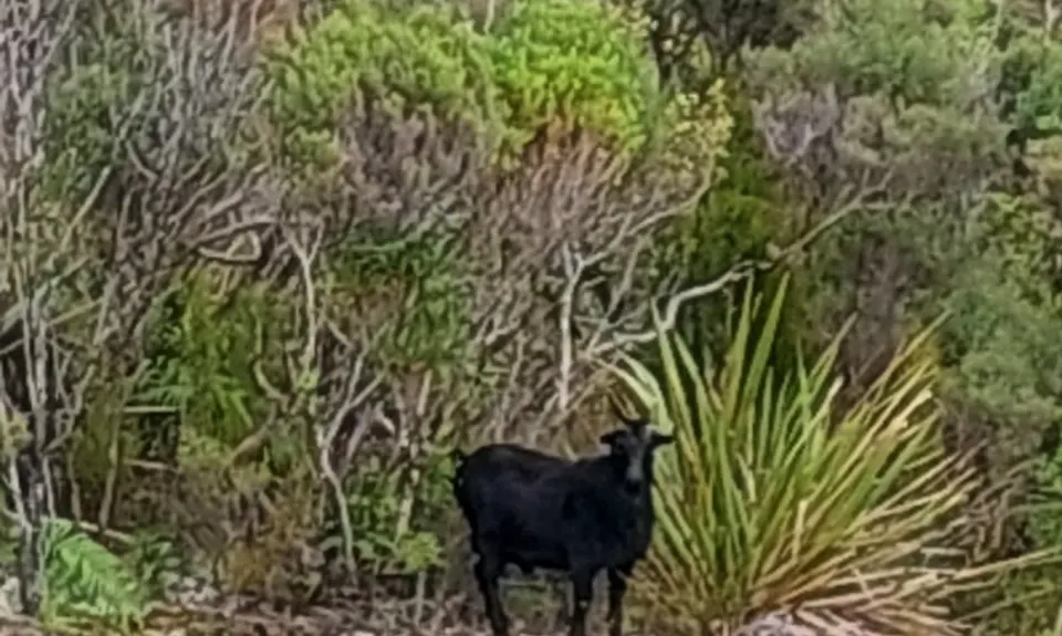 Lake Rochfort Ramble, West Coast