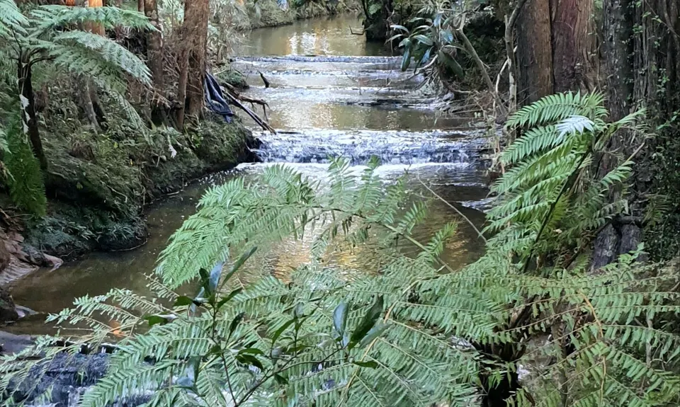 Fernhill & Burnside Escarpments, Auckland