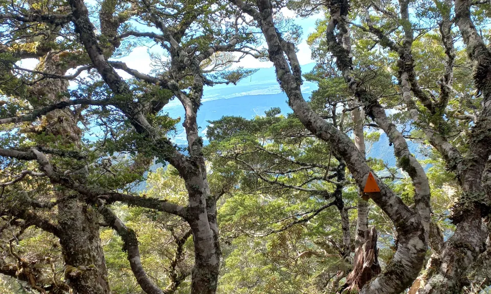 Lodestone Loop, Tasman