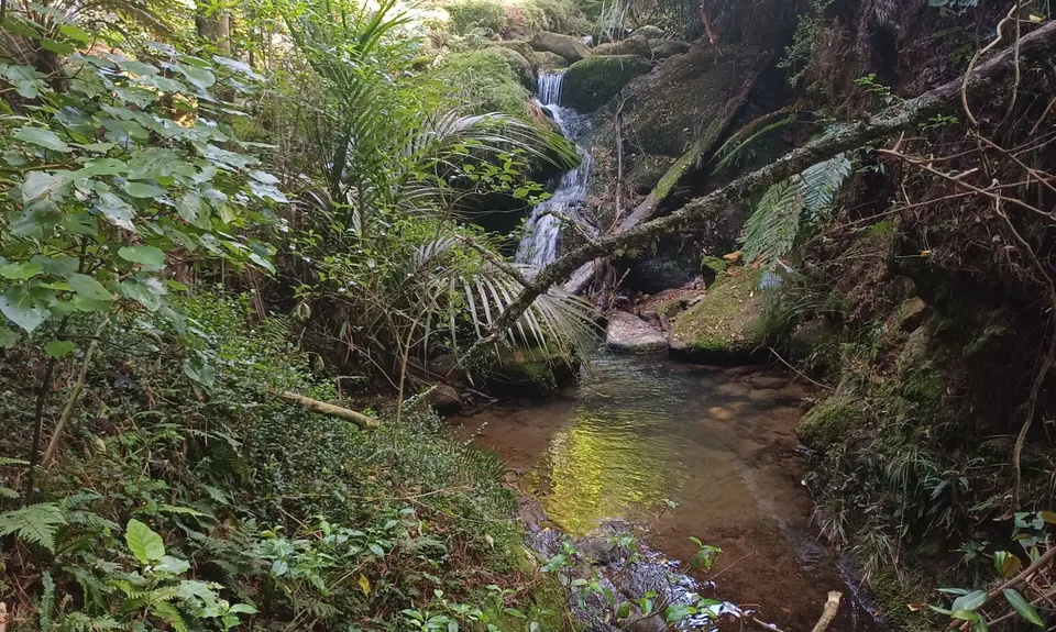Karangahake Mountain Run, Bay of Plenty