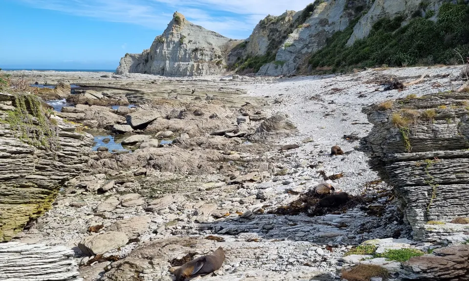 Kaikoura Cracker, Canterbury