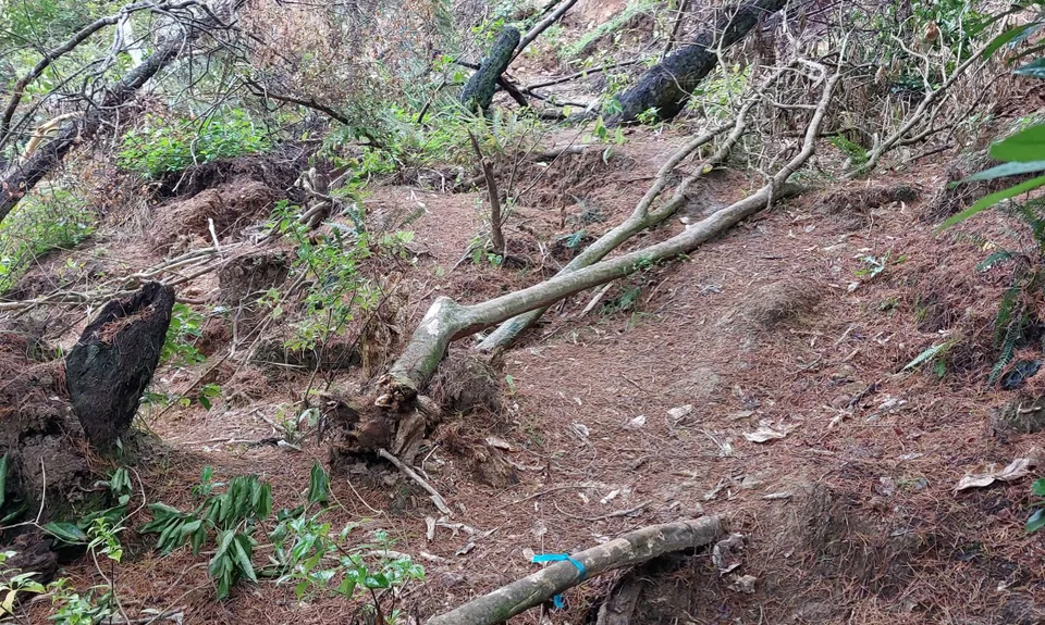 Eskdale Outer Loopypop, Auckland
