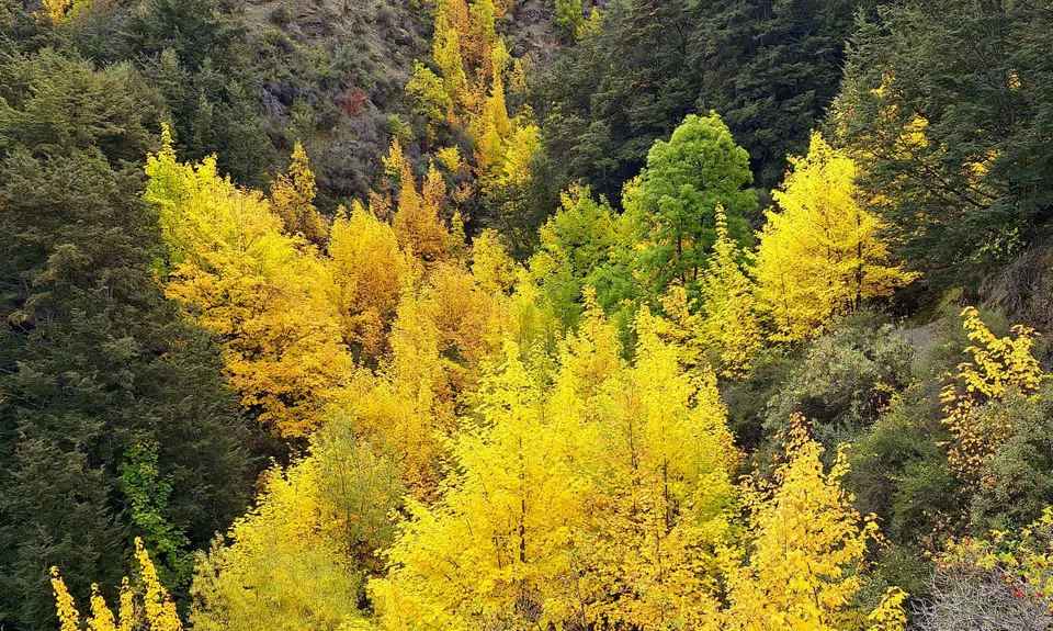 Sawpit Gully - German Hill, Otago