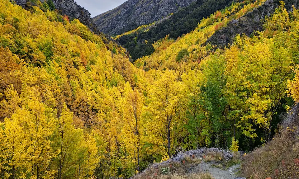 Sawpit Gully - German Hill, Otago