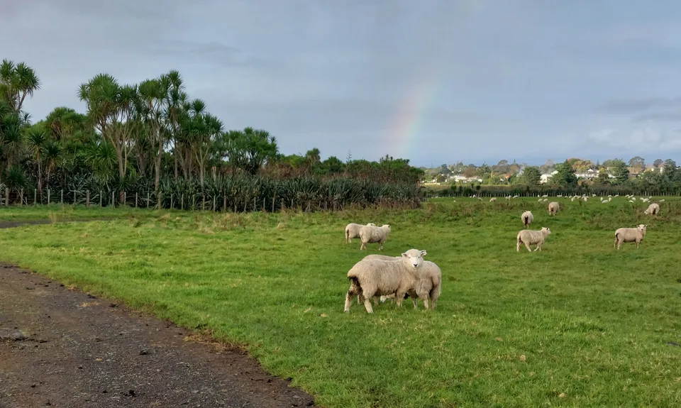 Puhinui - not just for Horses, Auckland