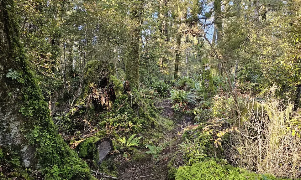 Te Iringa Track , Waikato