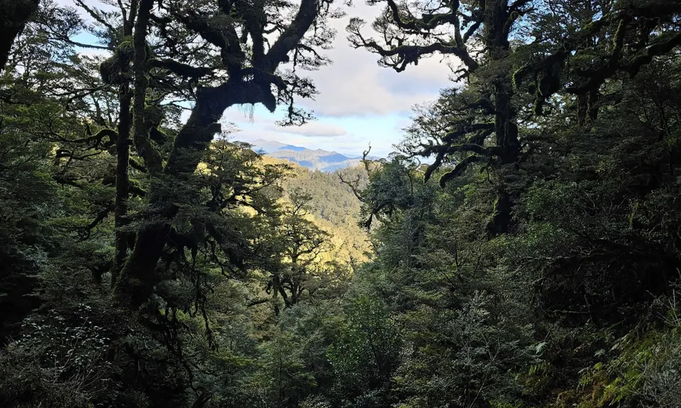 Te Iringa Track , Waikato
