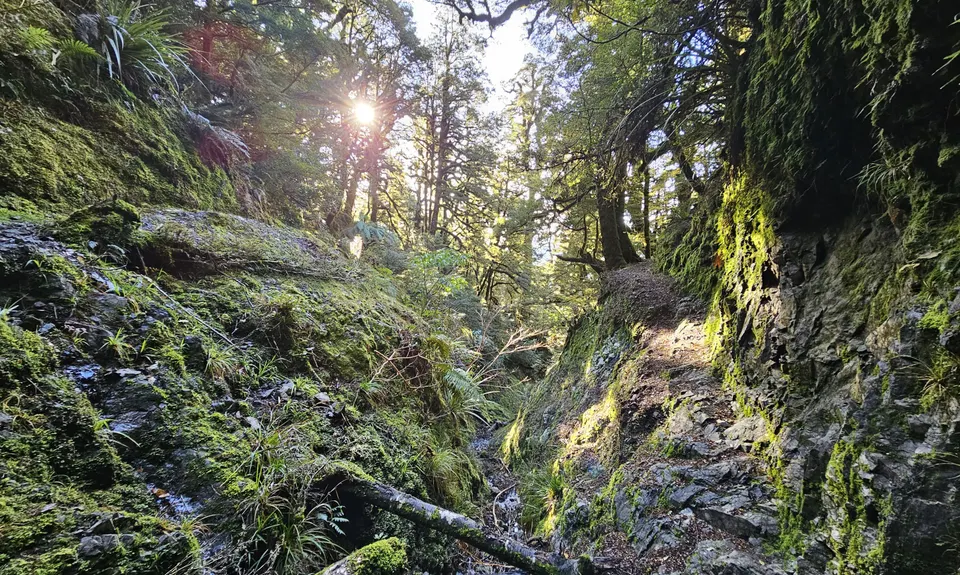 Te Iringa Track , Waikato