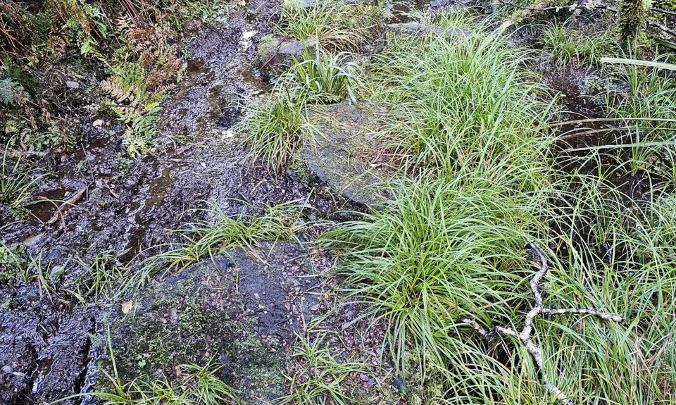 Te Iringa Track , Waikato