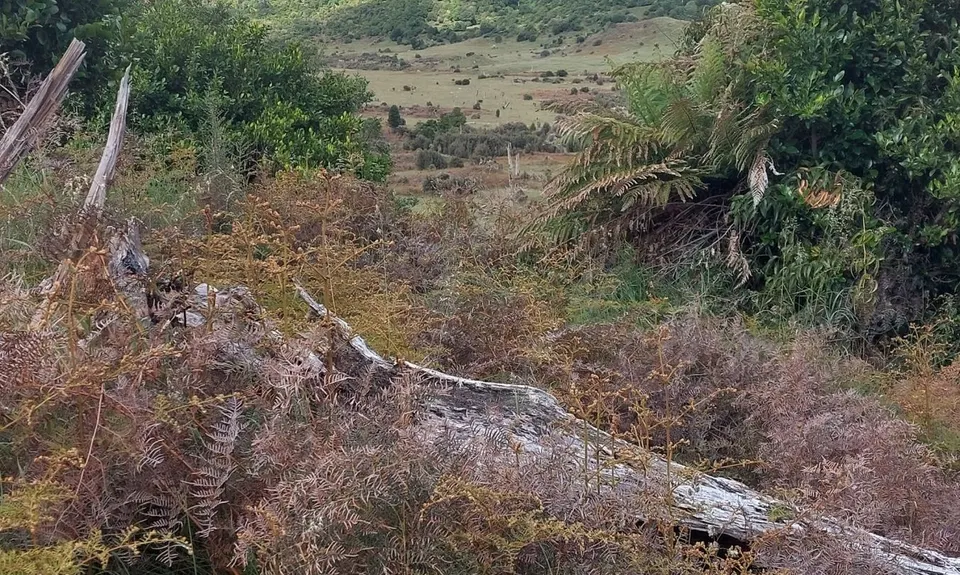 Ohakune-Horopito Powderkeg Loop, Manawatu - Wanganui