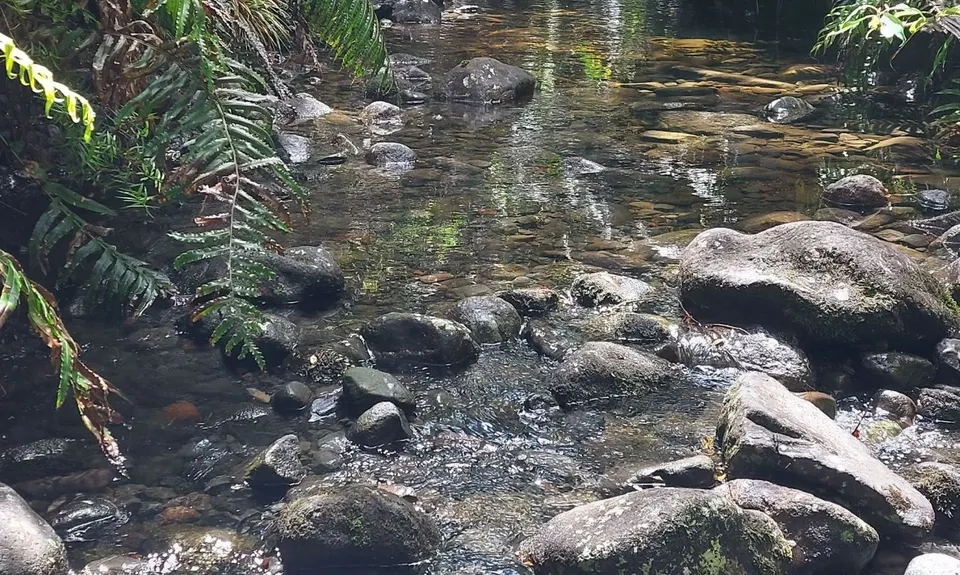 Ohakune-Horopito Powderkeg Loop, Manawatu - Wanganui