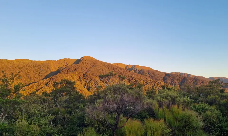 Holdsworth to Maungahuka Loop, Wellington