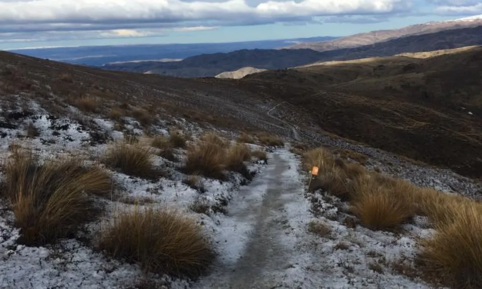 Young Australian, Otago