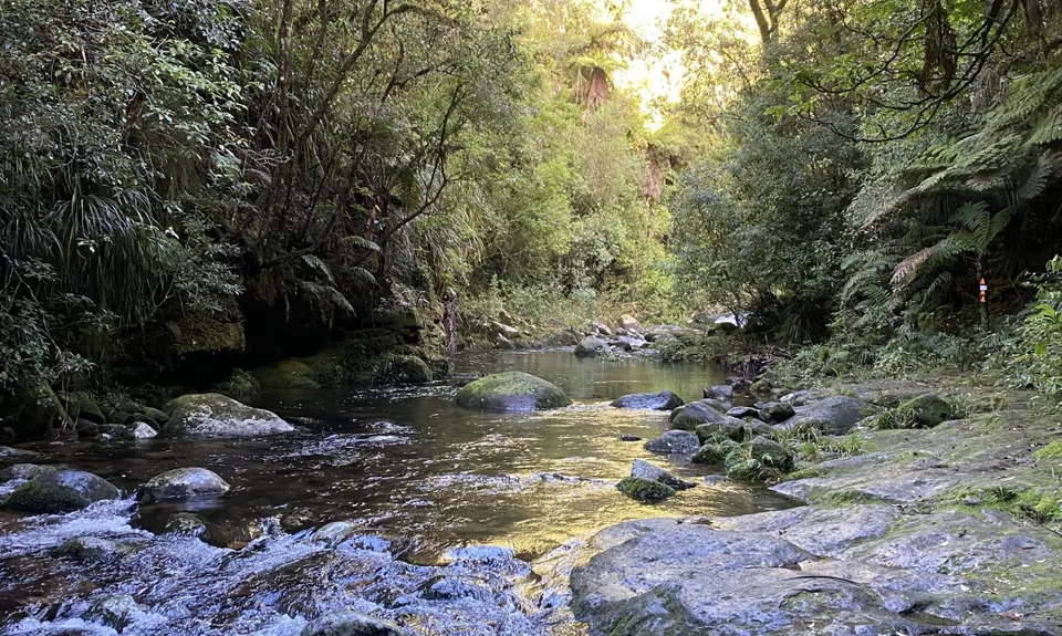 Ngamuwahine - Bobs Loop, Bay of Plenty