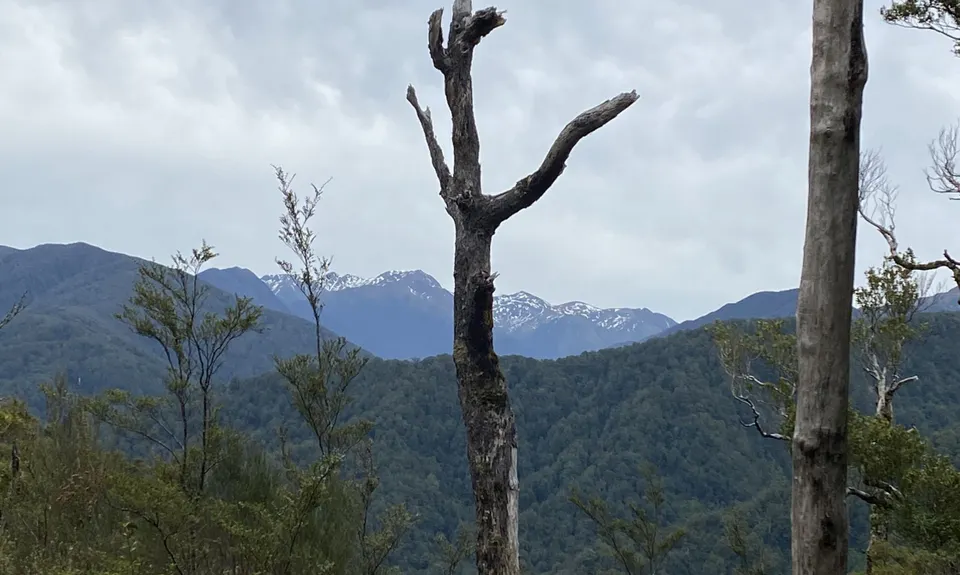 Holdsworth Lodge to Totara Flats Hut and return, Wellington