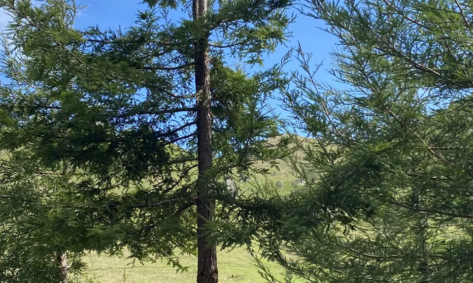 Rewanui Loops, Manawatu - Wanganui