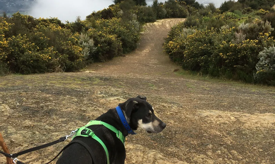 Te Whiti Riser, Wellington