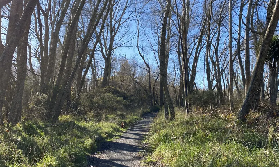 The Willows Wander, Canterbury