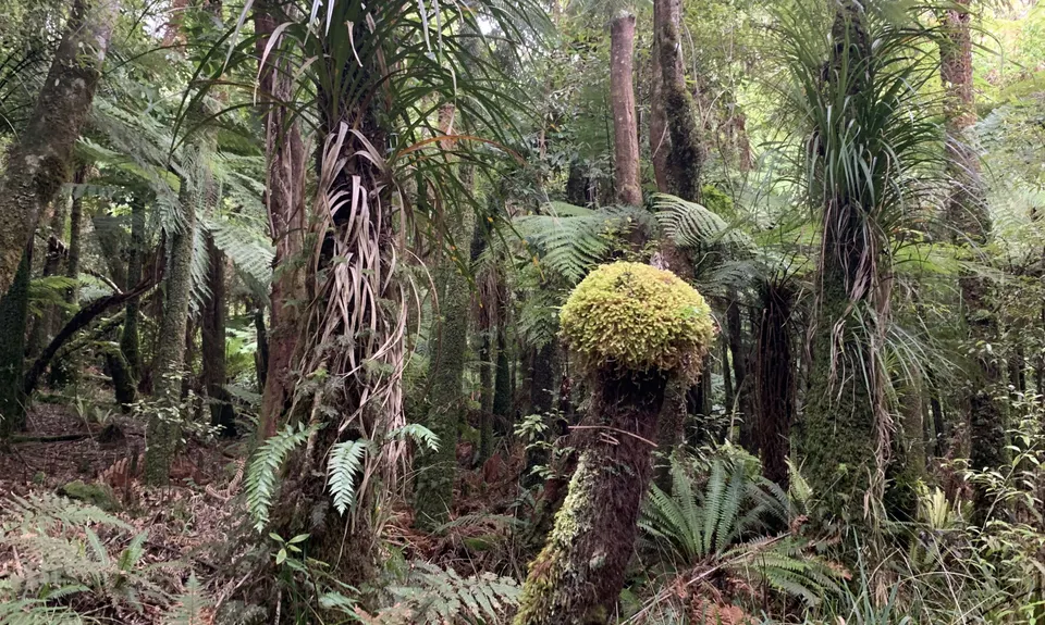 Te Tuhi Wairere Loop, Waikato
