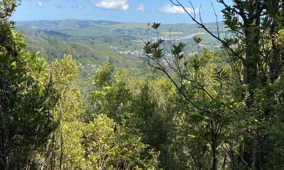 Tawhai Loop, Wellington