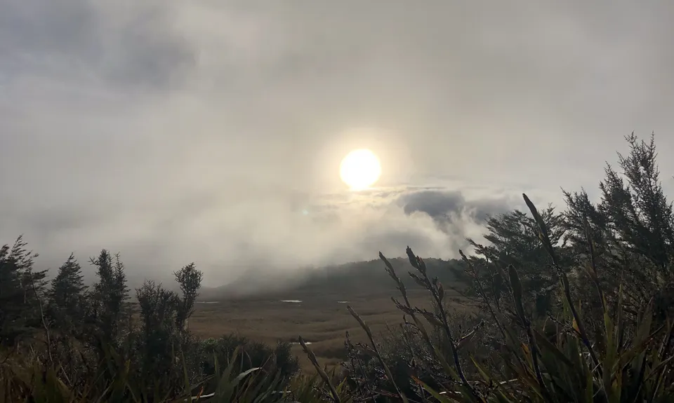 Poor Petes, Tasman